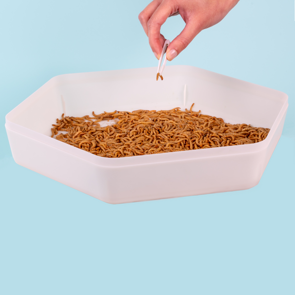 BugFactory Modular Feeder Insect & Mealworm Storage Tray