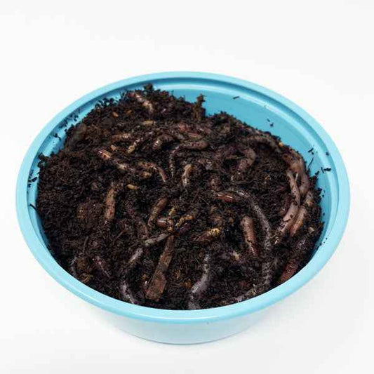 Live Red Wigglers (Includes 2 Day Shipping)