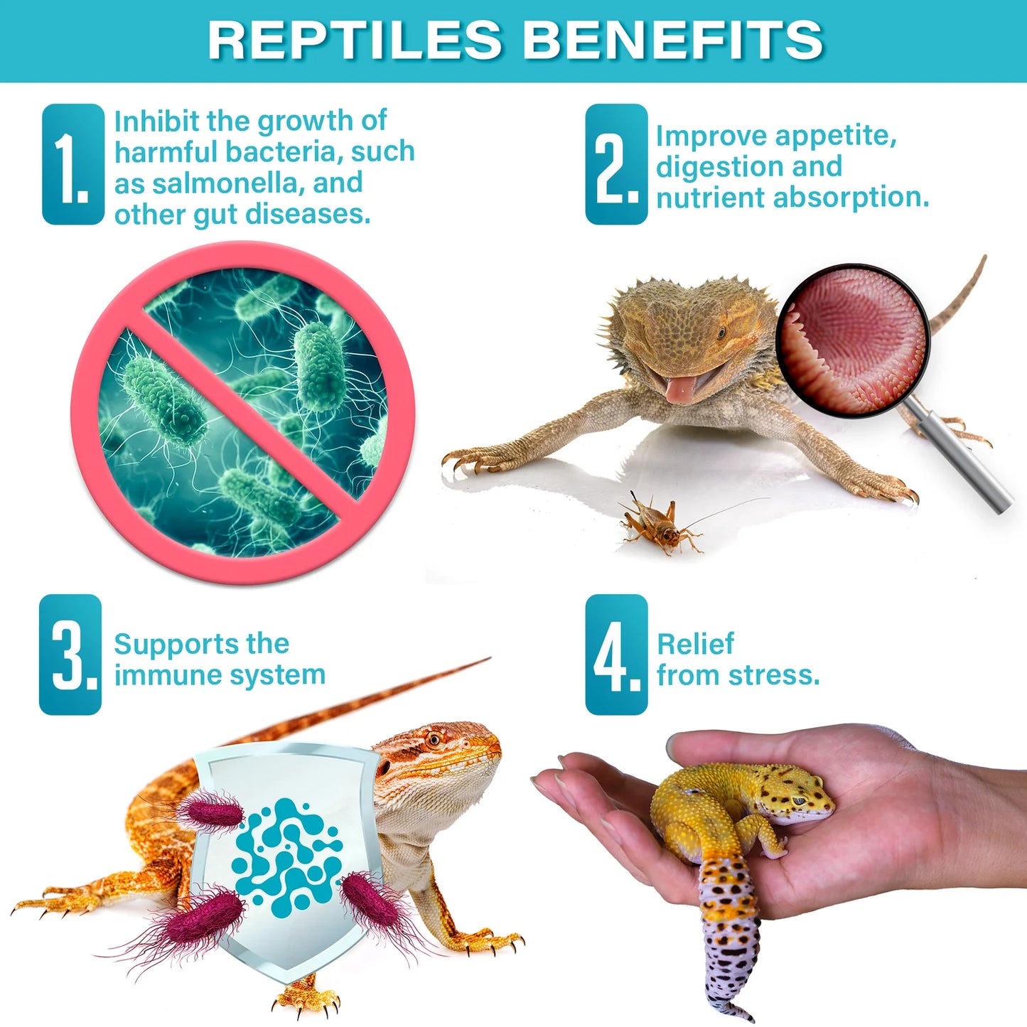 Gargeer All Reptiles Probiotic Supplement