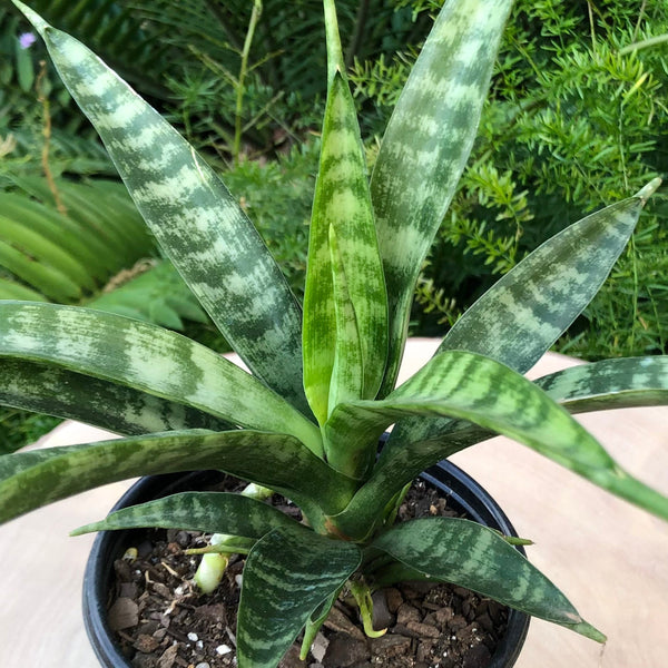 Kenya Hyacinth Snake Plant (Sansevieria parva / Dracaena parva)