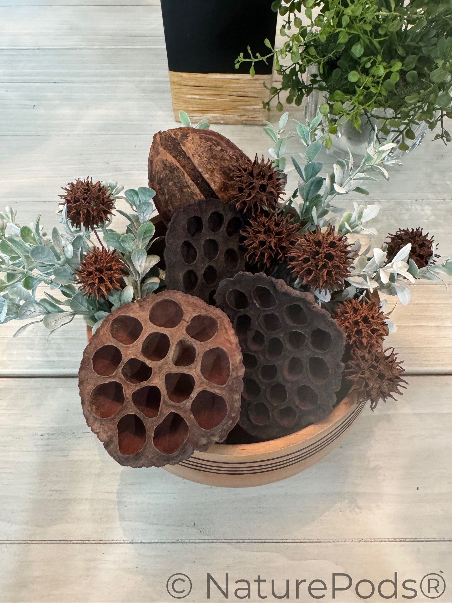 Natural Lotus Seed Pods (Nelumbo nucifera)