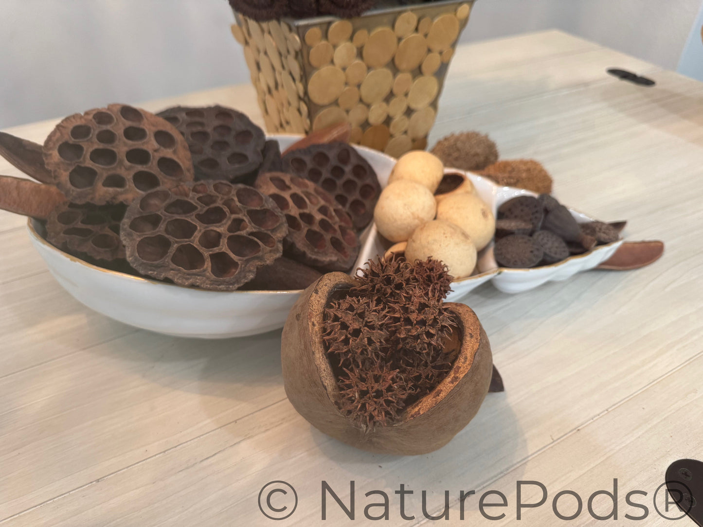 Natural Jungle Pods (Sterculia foetida)