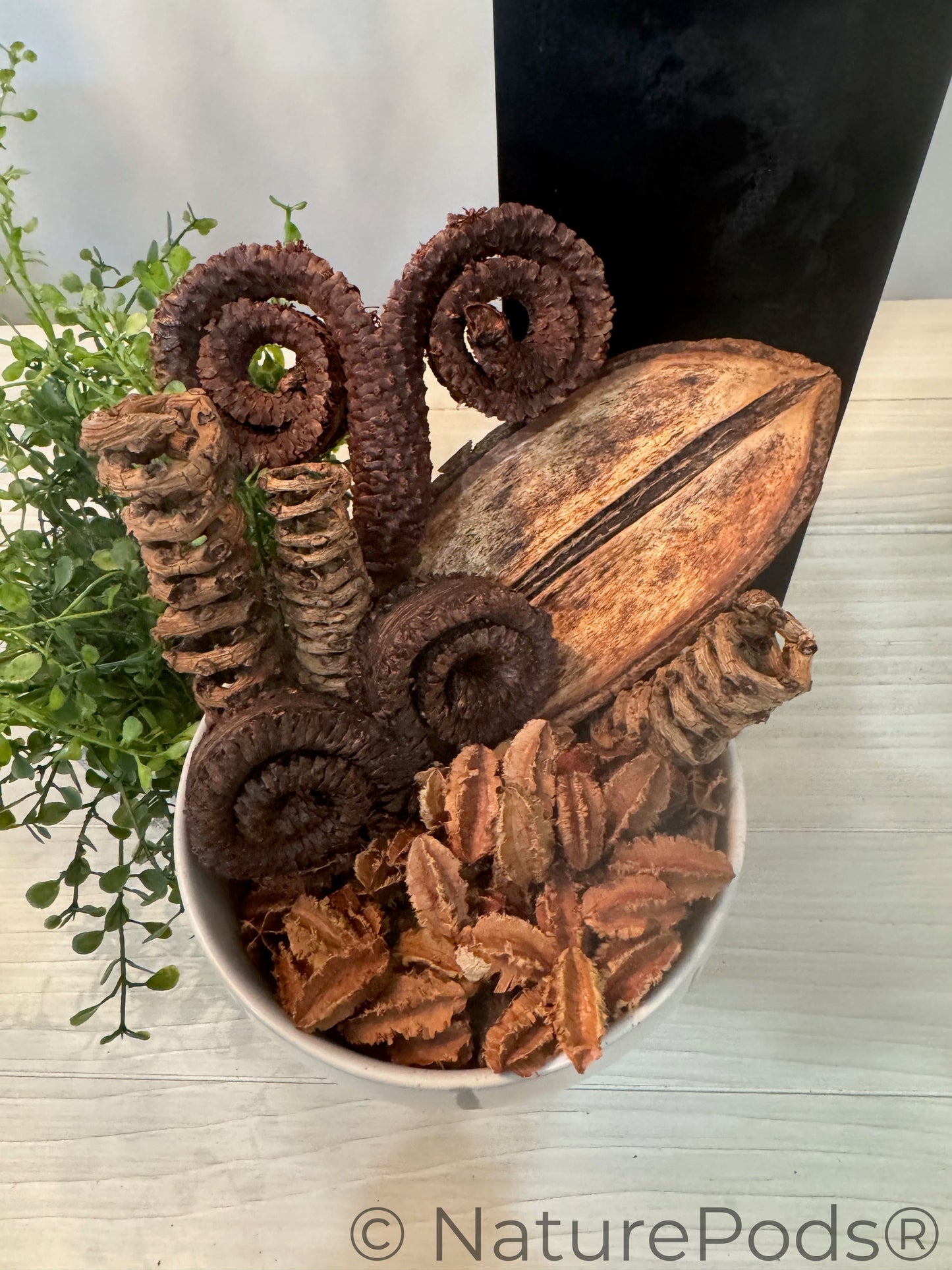 Natural Palm Tail Springs (Borassus flabellifer) – 3 Pack