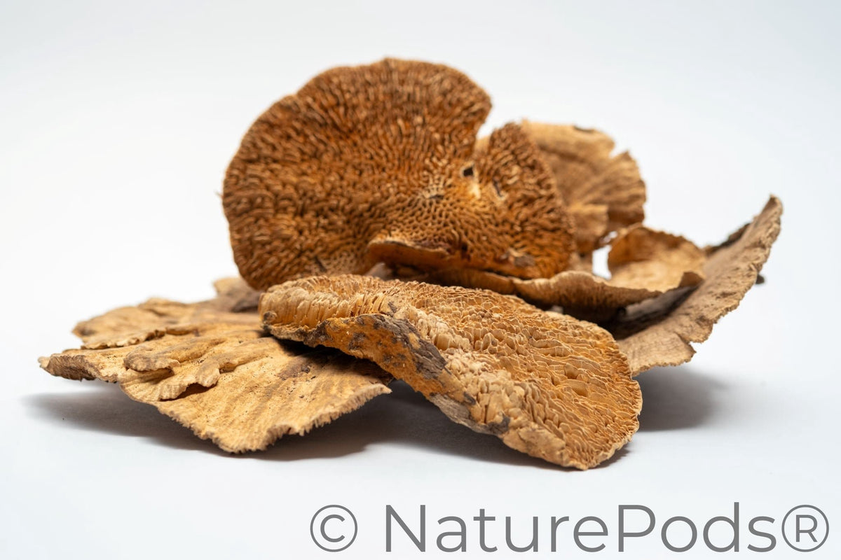 Natural Dried Sponge Mushroom Caps (Daedalea quercina)