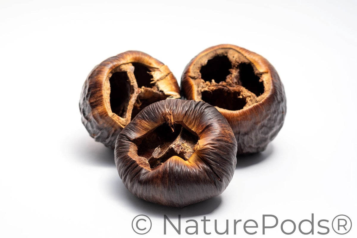 Natural Dried Talami Pods (Borassus flabellifer)