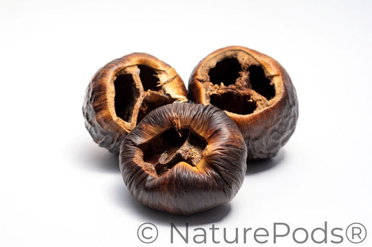 Natural Dried Talami Pods (Borassus flabellifer)