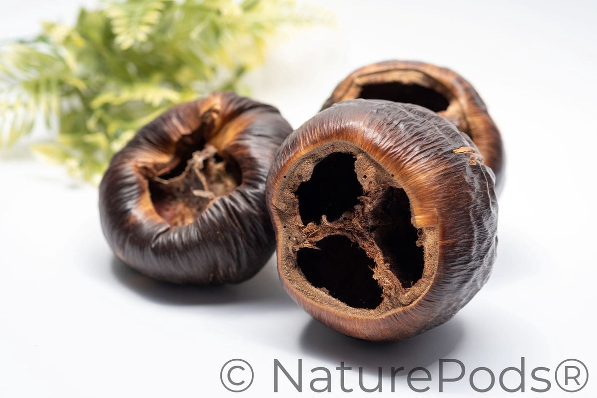 Natural Dried Talami Pods (Borassus flabellifer)