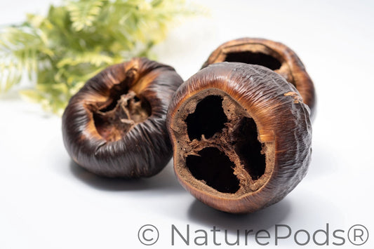 Natural Dried Talami Pods (Borassus flabellifer)