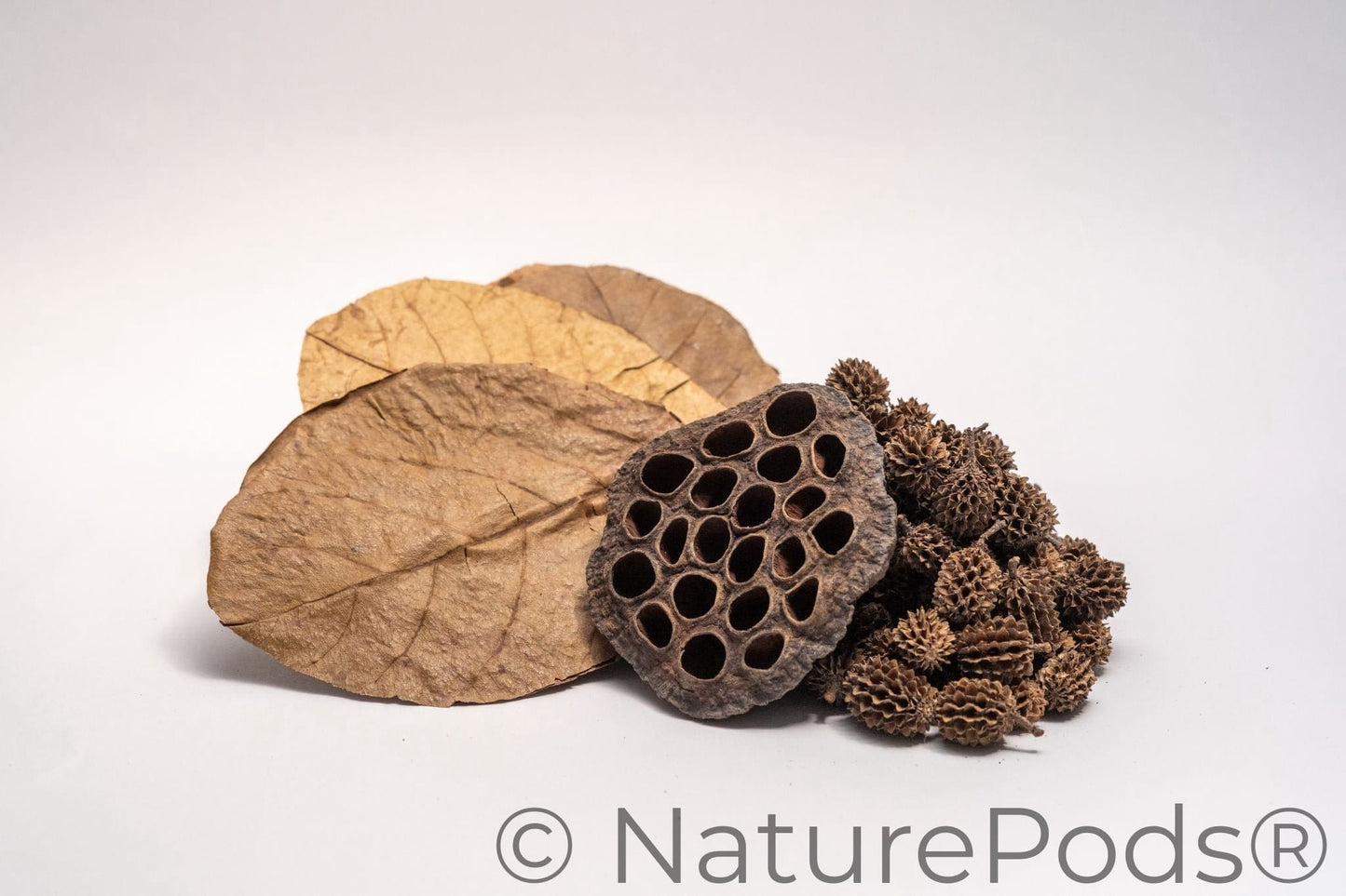 Aquarium Botanical Tannin Pack - Catappa Leaves, Casuarina Cones, Lotus Seed Pod