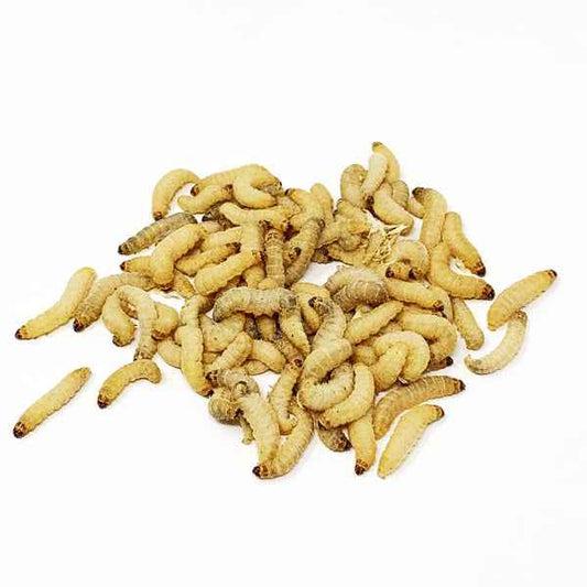 Live Wax Worms (2 Day Shipping Included)