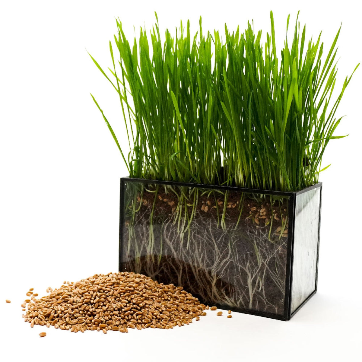 Hard Red Winter Wheatgrass Seeds (Triticum aestivum)