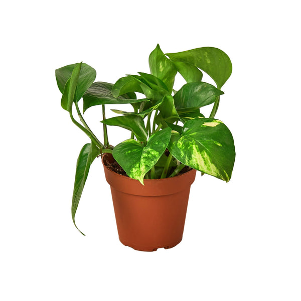 Golden Pothos Variegated (Epipremnum aureum)