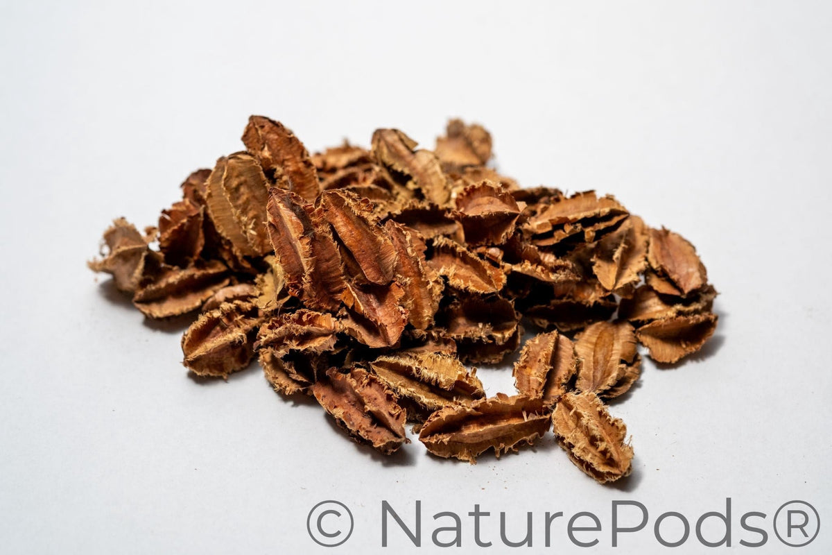Natural Dried Mini Arjuna Pods (Terminalia arjuna)