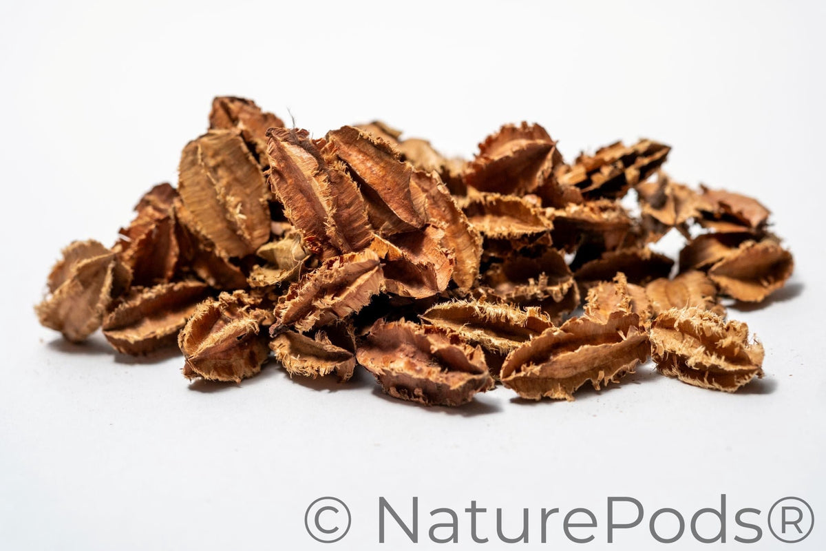 Natural Dried Mini Arjuna Pods (Terminalia arjuna)