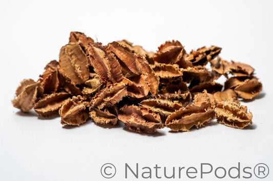 Natural Dried Mini Arjuna Pods (Terminalia arjuna)