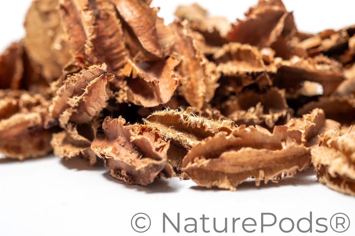 Natural Dried Mini Arjuna Pods (Terminalia arjuna)