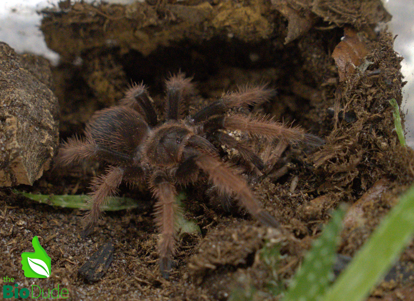 The Bio Dude - Terra Aranea Substrate for Tarantulas 6 qt - The Ultimate Invert Bioactive Substrate - DS