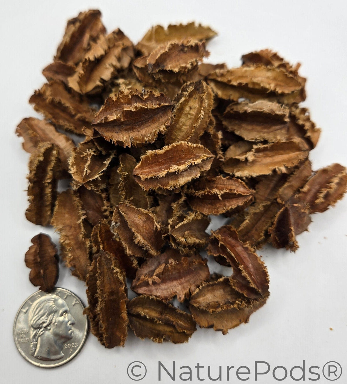 Natural Dried Mini Arjuna Pods (Terminalia arjuna)