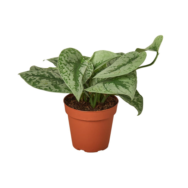 Exotica Satin Pothos (Scindapsus pictus 'Exotica')