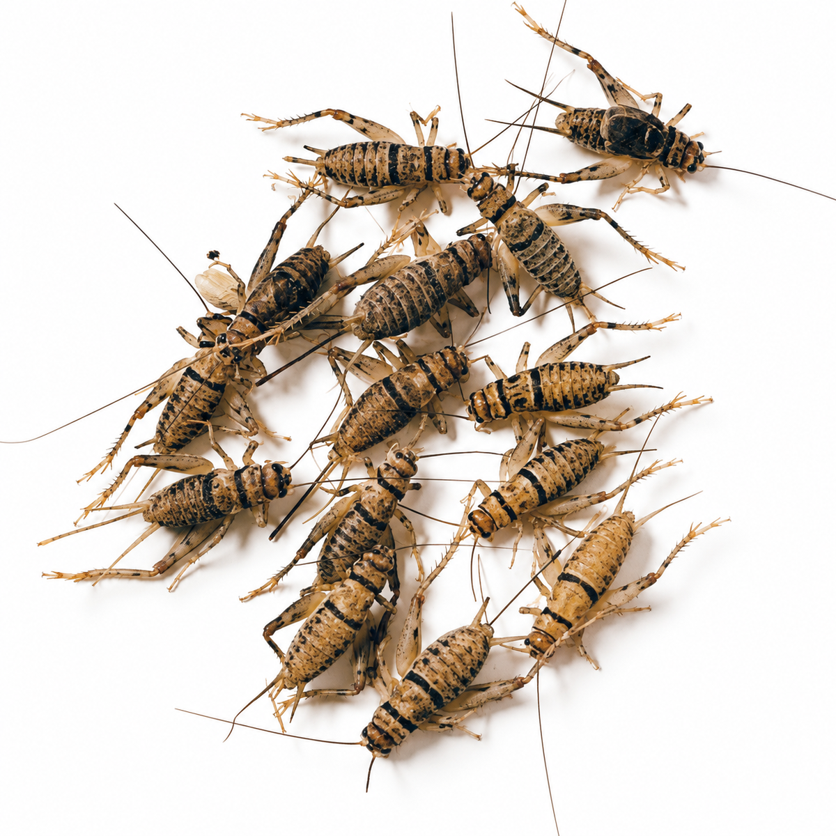 Live Banded Crickets (Includes 2 Day Shipping)