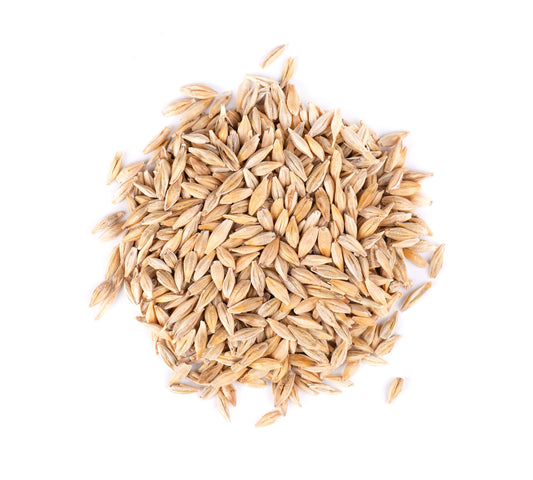 Organic Barley Grass Seed (Hordeum vulgare)