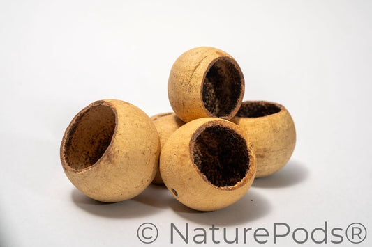 Natural Dried Bell Cup Pods (Aegle marmelos) - Large