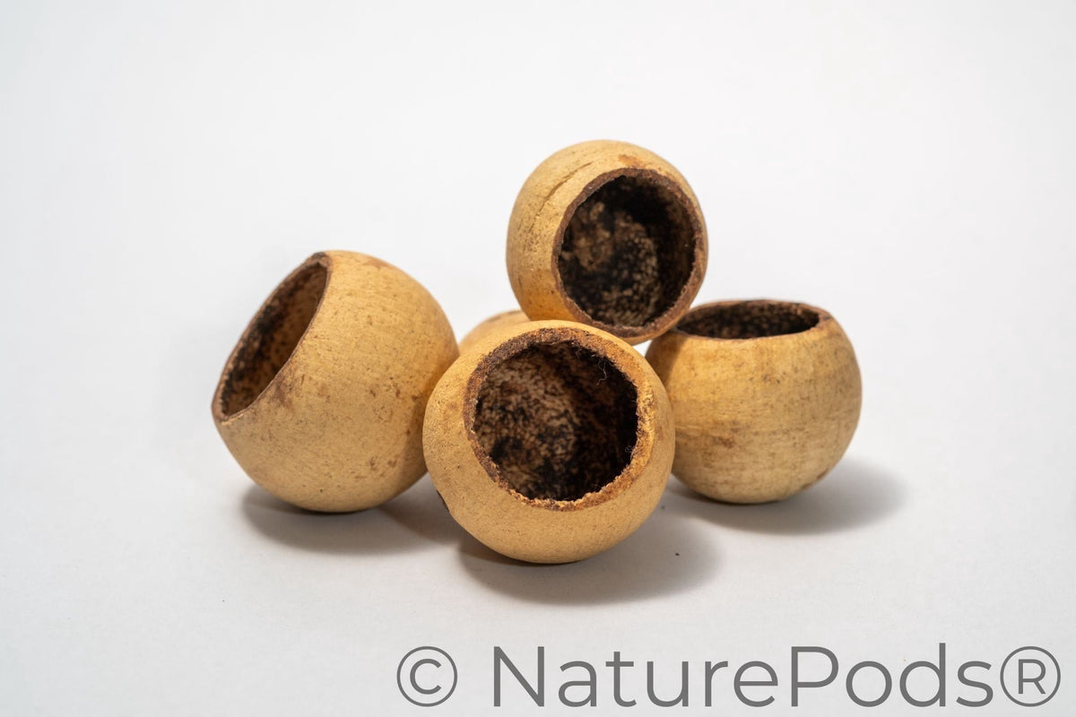 Natural Dried Bell Cup Pods (Aegle marmelos) - Mini