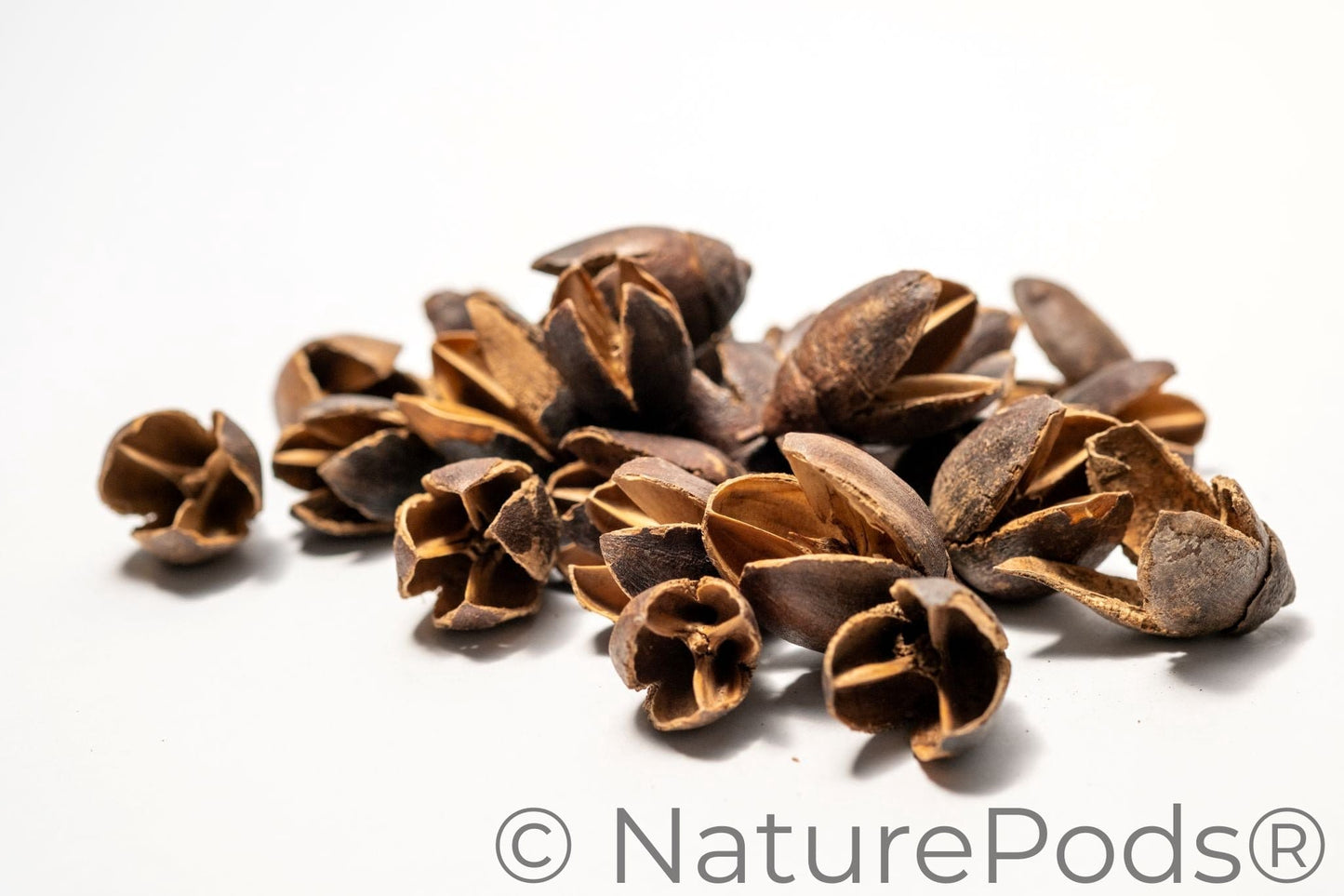 Natural Bakuli Pods (Lagerstroemia parviflora)