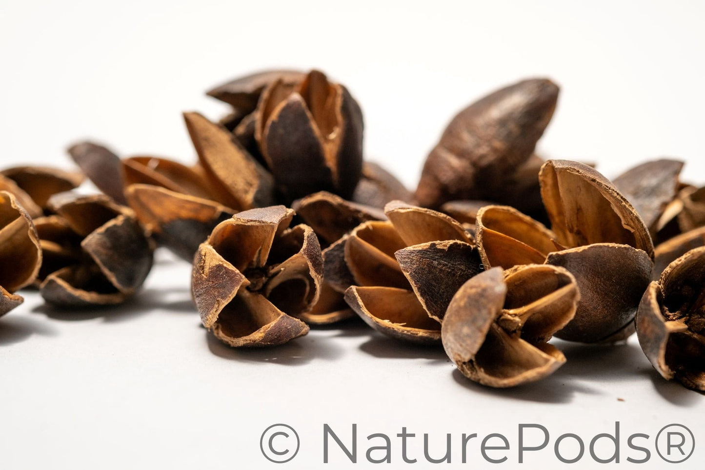 Natural Bakuli Pods (Lagerstroemia parviflora)