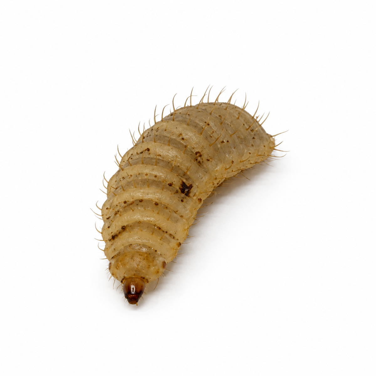 Live Black Soldier Fly Larvae