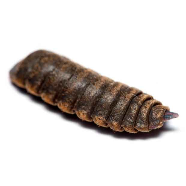 Freeze Dried Black Soldier Fly Larvae (Includes 2 Day Shipping)