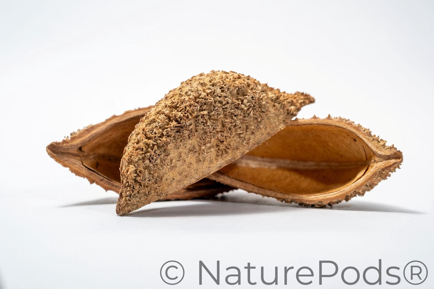 Large Seed Pod Pack