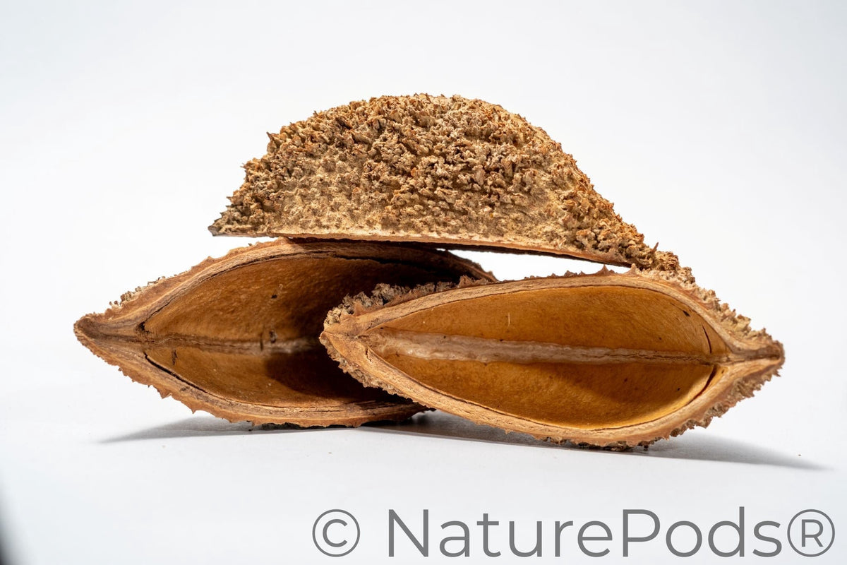 Natural Dried Bolsa Pastor Urchin Pods (Zeyheria montana)