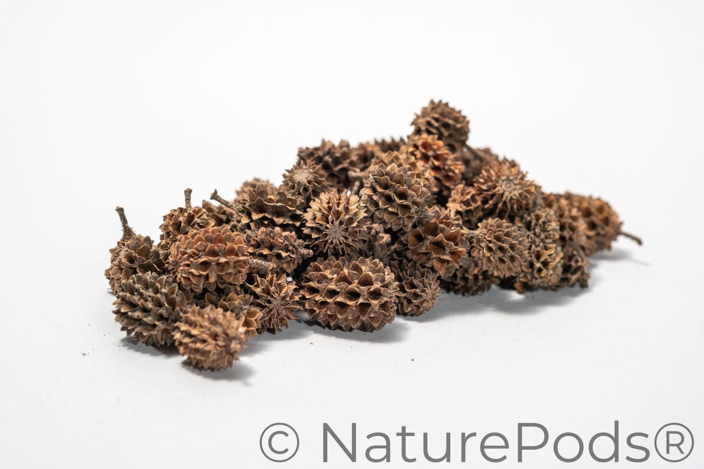 Natural Casuarina Cones (Casuarina sp.)