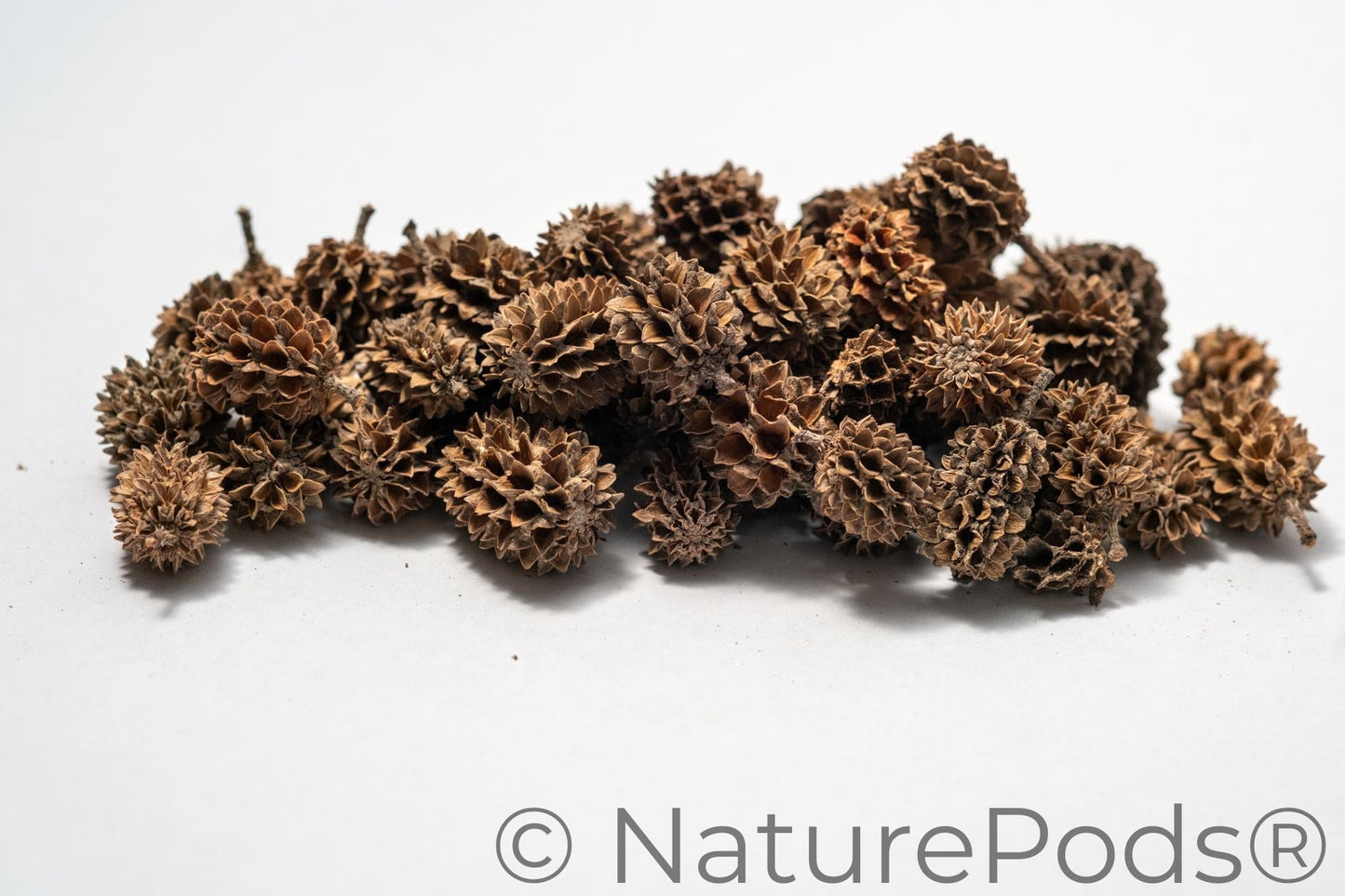 Natural Casuarina Cones (Casuarina sp.)