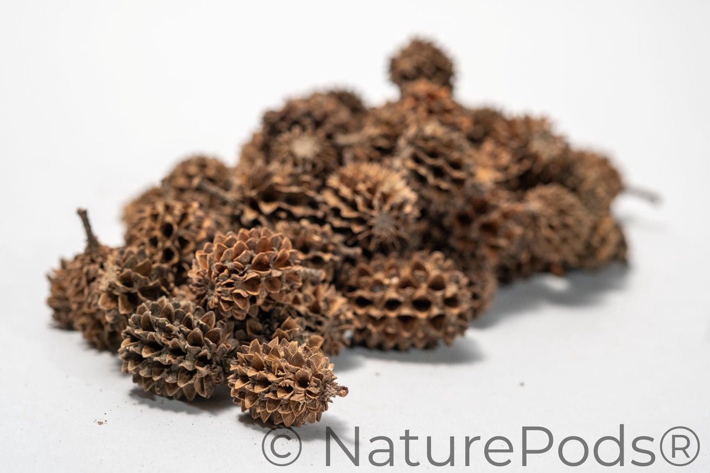 Natural Casuarina Cones (Casuarina sp.)