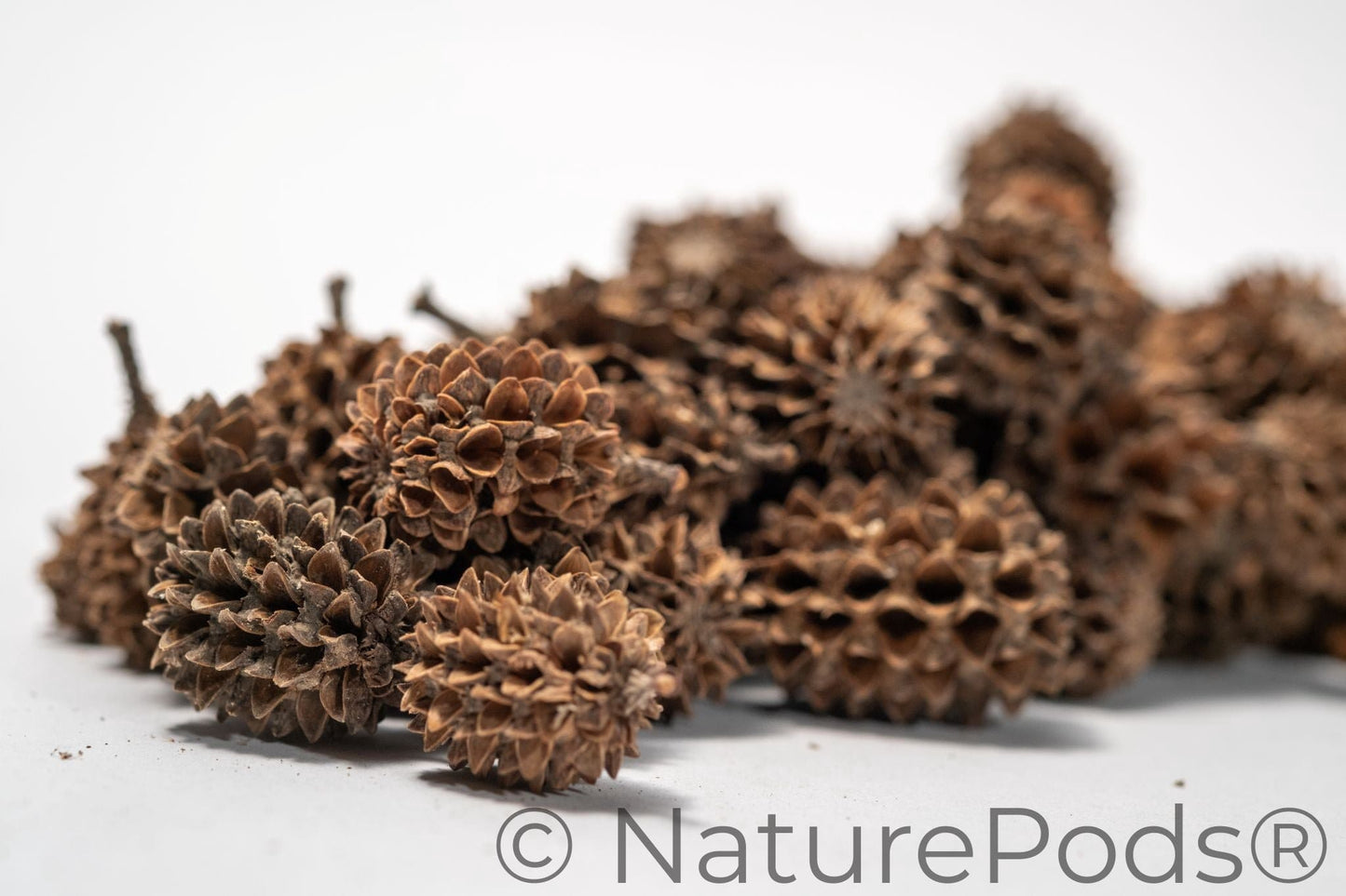 Natural Casuarina Cones (Casuarina sp.)