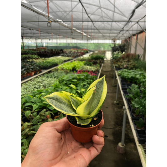 Snake Plant 'Golden Hahnii' (Sansevieria trifasciata 'Golden Hahnii' / Dracaena trifasciata)