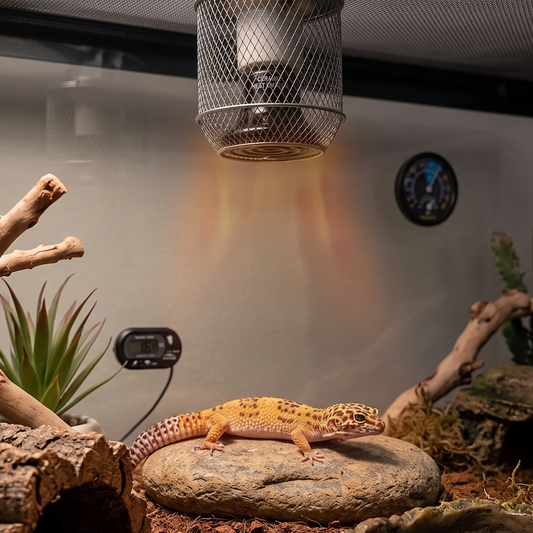 A leopard gecko sits on a rock inside a terrarium, with a metal heat lamp casting warm light above. The enclosure includes wood branches, a hide, moss, bark, and a shallow water dish.