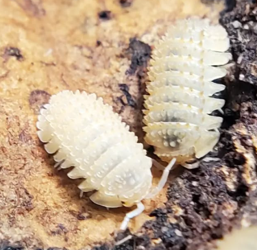 Cristarmadillidium muricatum (Pineapple Spiky Isopod)