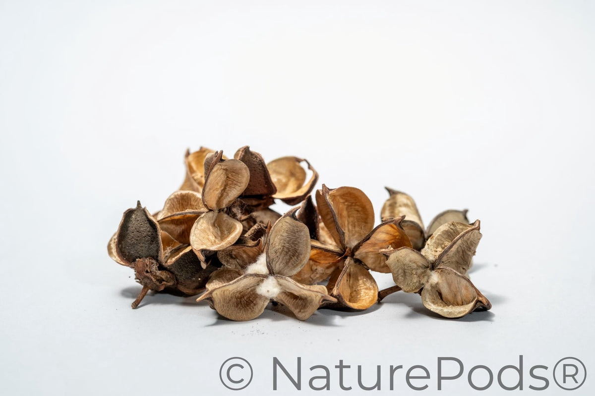 Natural Dried Cotton Flower Pods (Gossypium hirsutum)