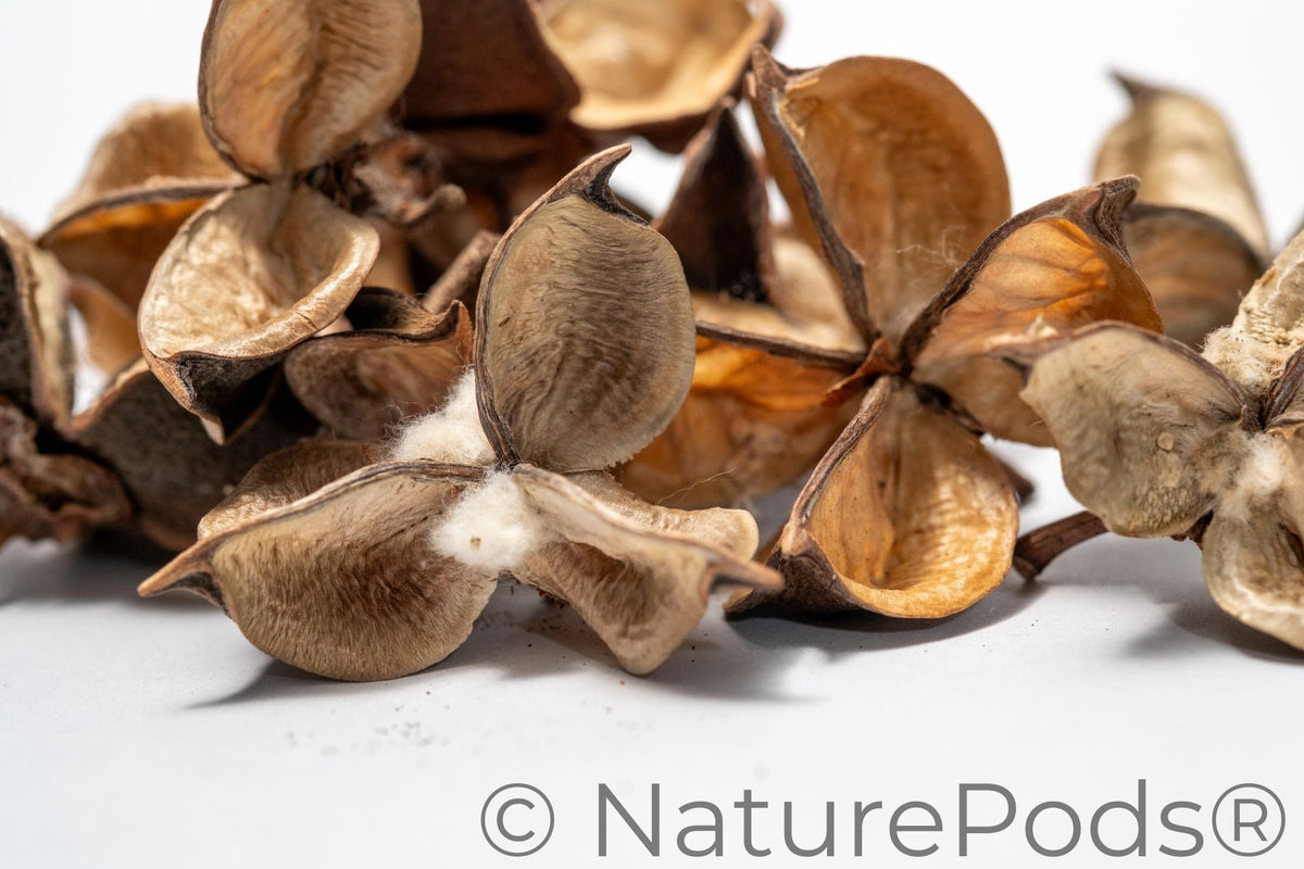 Natural Dried Cotton Flower Pods (Gossypium hirsutum)
