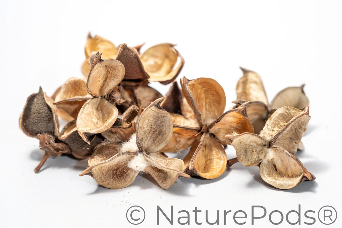 Natural Dried Cotton Flower Pods (Gossypium hirsutum)