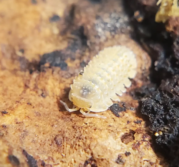 Cristarmadillidium muricatum (Pineapple Spiky Isopod)