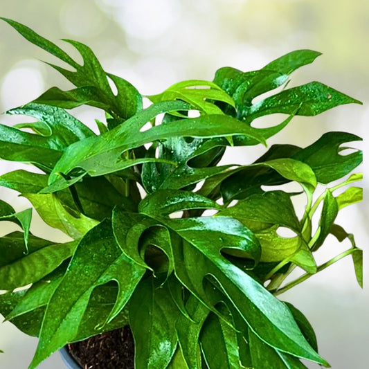 Pothos Baltic Blue Plug - Live Well-Rooted Rare Aroid Starter Plant - Epipremnum aureum