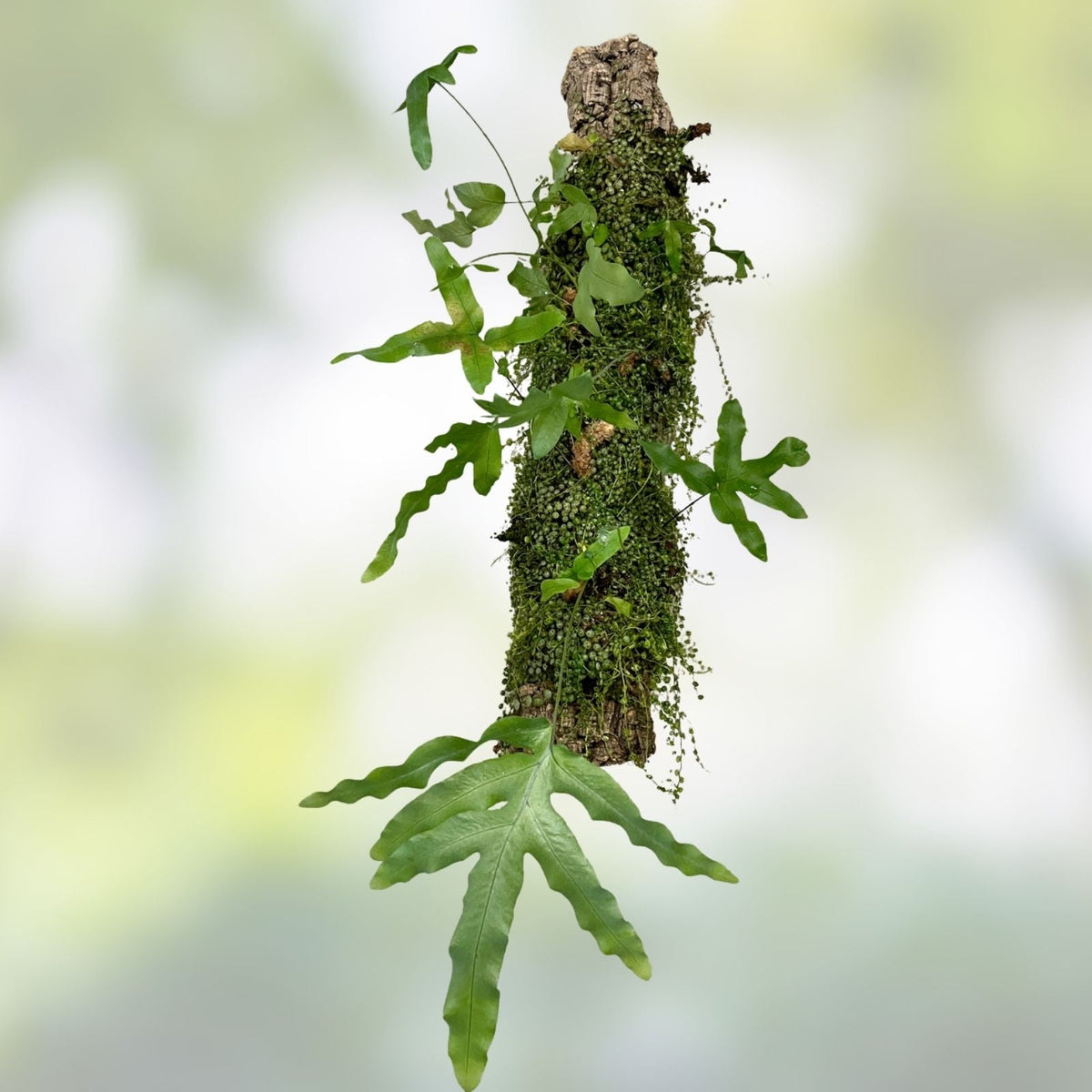 Jungle Log Garden - Peperomia & Rabbits Foot Fern | Unique Plant Display | SapphireChild Orchids