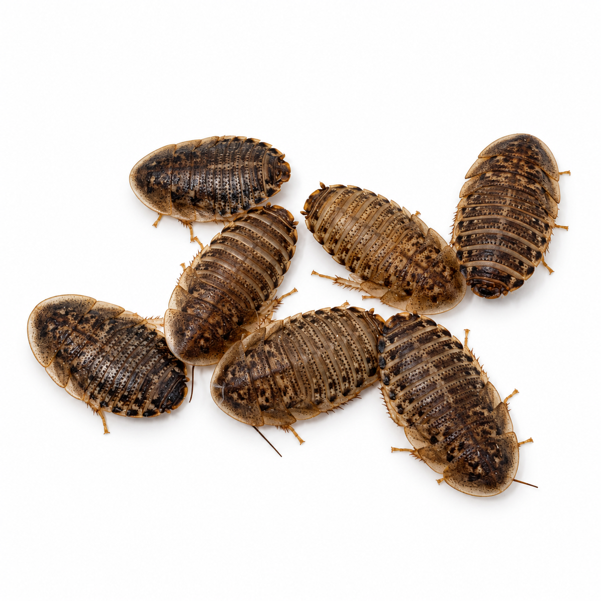 Live Dubia Roaches