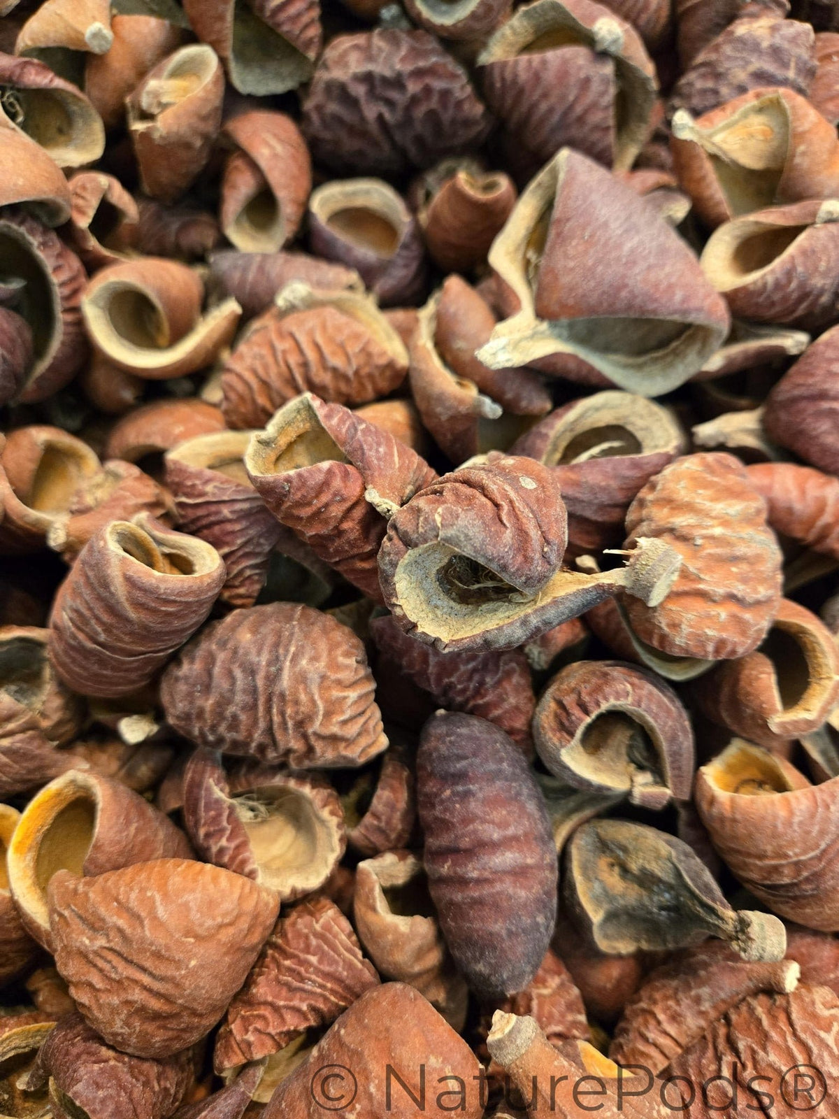 Natural Dried Dysoxylum Lafia Pods (Dysoxylum sp.) 15 Count