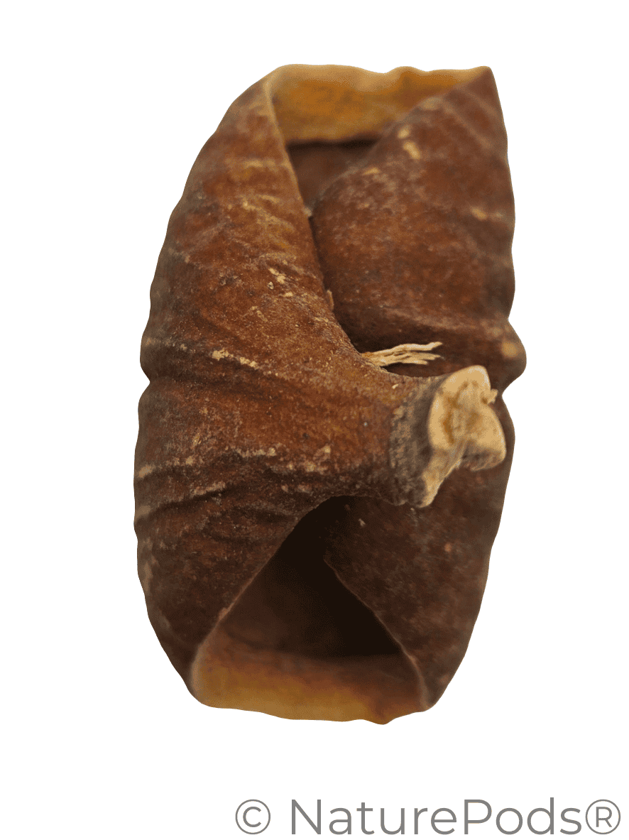 Natural Dried Dysoxylum Lafia Pods (Dysoxylum sp.) 15 Count