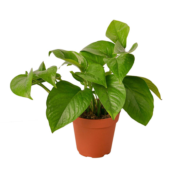 Golden Pothos Non-Variegated (Epipremnum aureum)